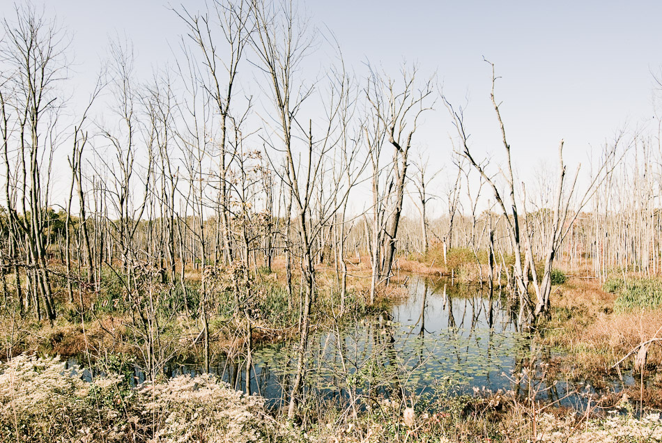 Swamp Water - Edgewood, Maryland, Nature, USA, Water, swamp, travel