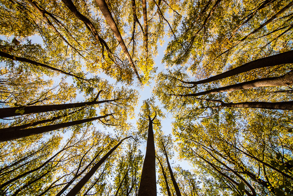 Spires - Nature, Park, Tree, Trees, forest