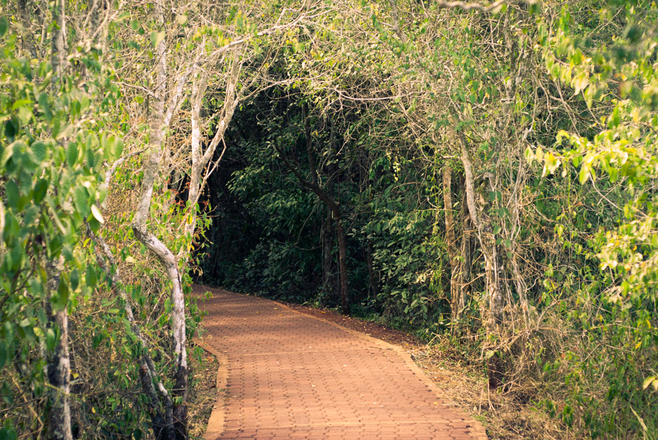 Tree Tunnel - Argentina, Hiking, Iguazu Falls, Nature, Park, South America, Trail, travel