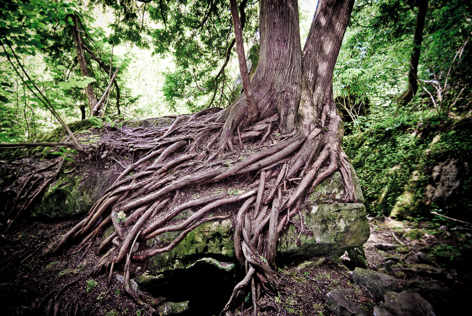 Cedar Portal - Canada, Hiking, Nature, Ontario, Owen Sound, Rocks, Trail, Tree, Trees, cedar, travel