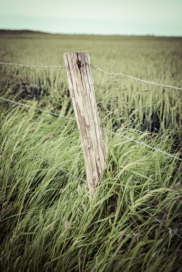 Barbed Fence - Europe, France, Longues-sur-Mer, fence, field, travel