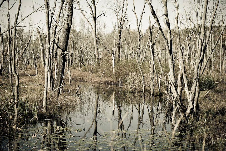 Swamp Reflection - Edgewood, Maryland, Nature, Tree, Trees, USA, Water, swamp, travel