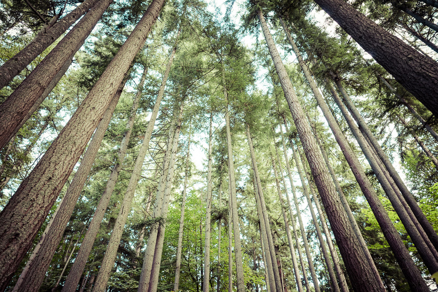 Coastal Trees - Nature, Seattle, Trail, hiking, trees