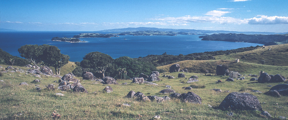 Pasture - Waiheke Island, New Zealand