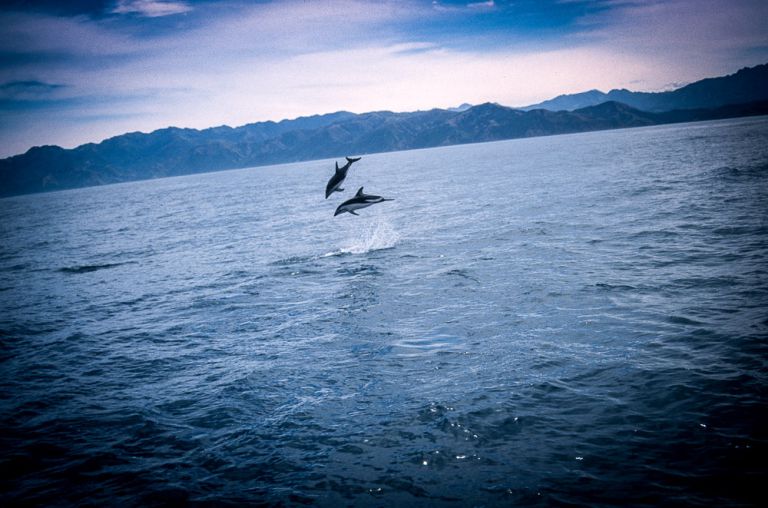 Playtime - Kaikoura, New Zealand