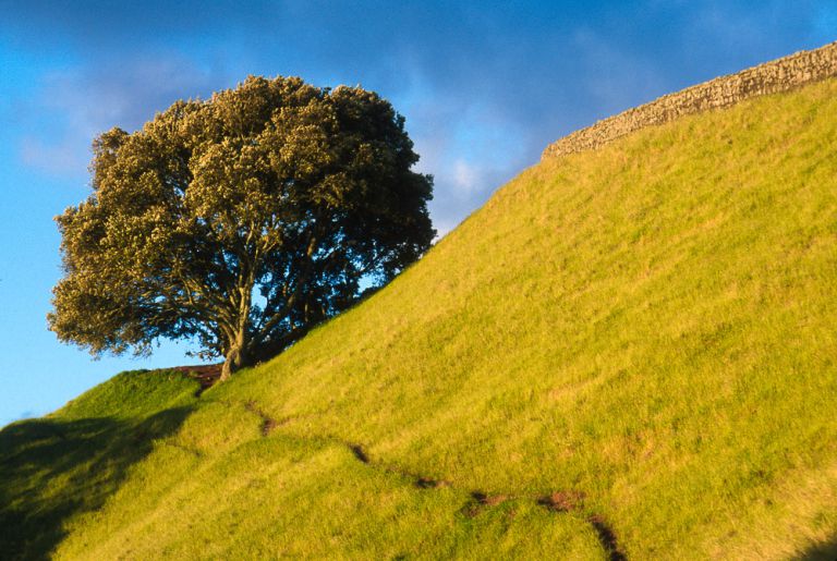 tree, park, sunset, Auckland, New Zealand