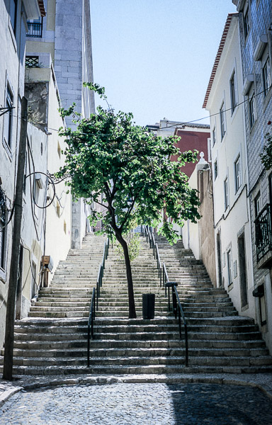 Tree and Can - Lisbon, Portugal