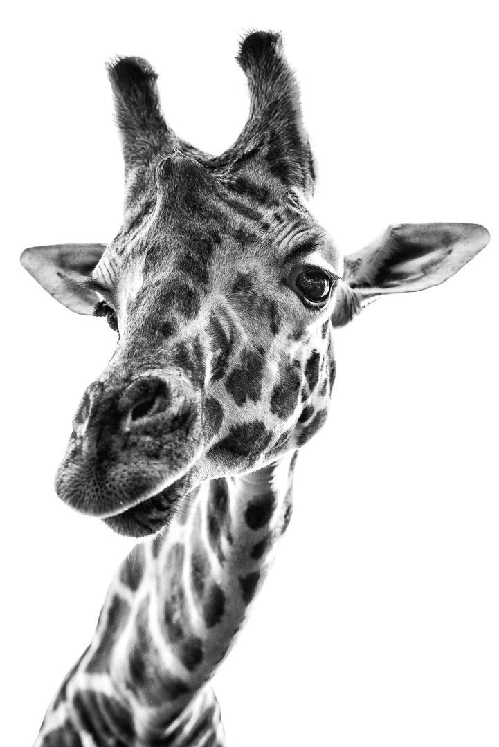 Giraffe - Africa, African Fund For Endangered Wildlife, Giraffe Centre, Karen, Kenya, Nairobi, conservation, giraffe, safari, wildlife